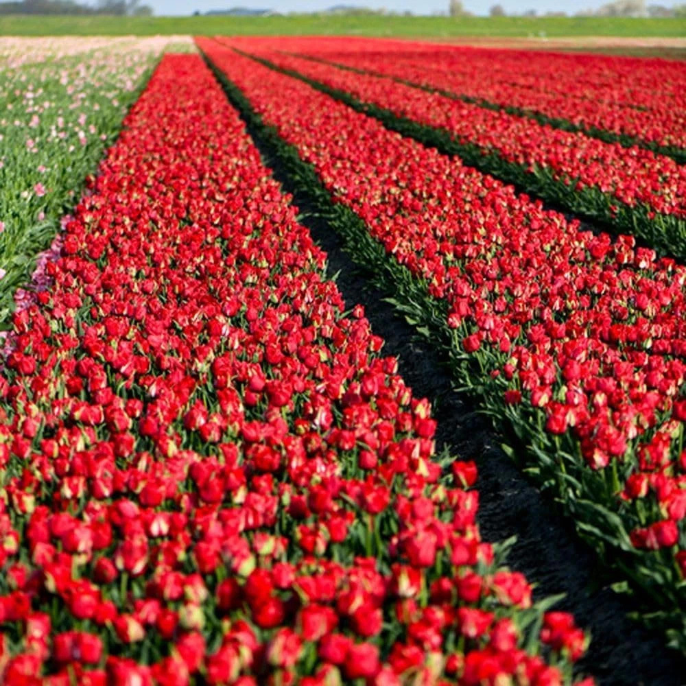 Thompson and Morgan Tulip Ile D'Amour Planting Bulb 16 Pack Image 5