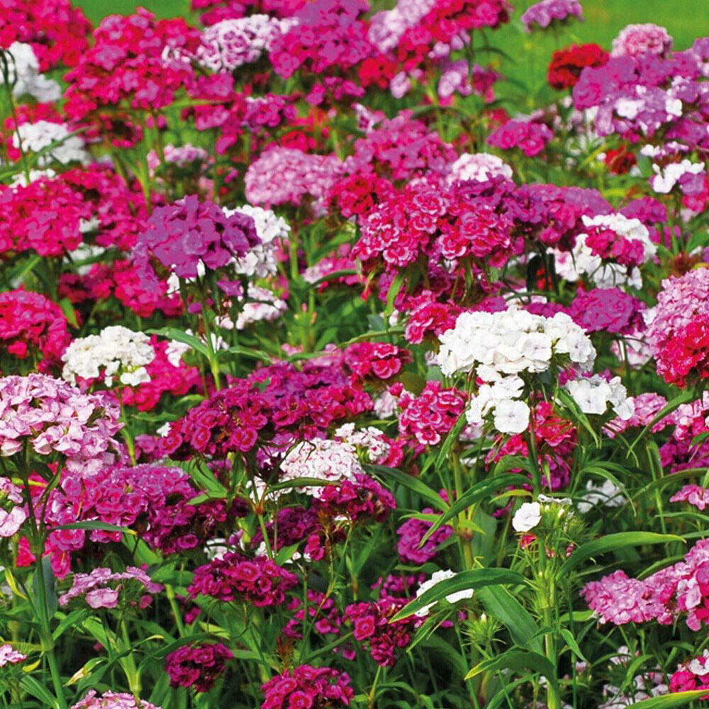 Thompson and Morgan Sweet William Dianthus Sweet Plant Plug 48 Pack Image 2