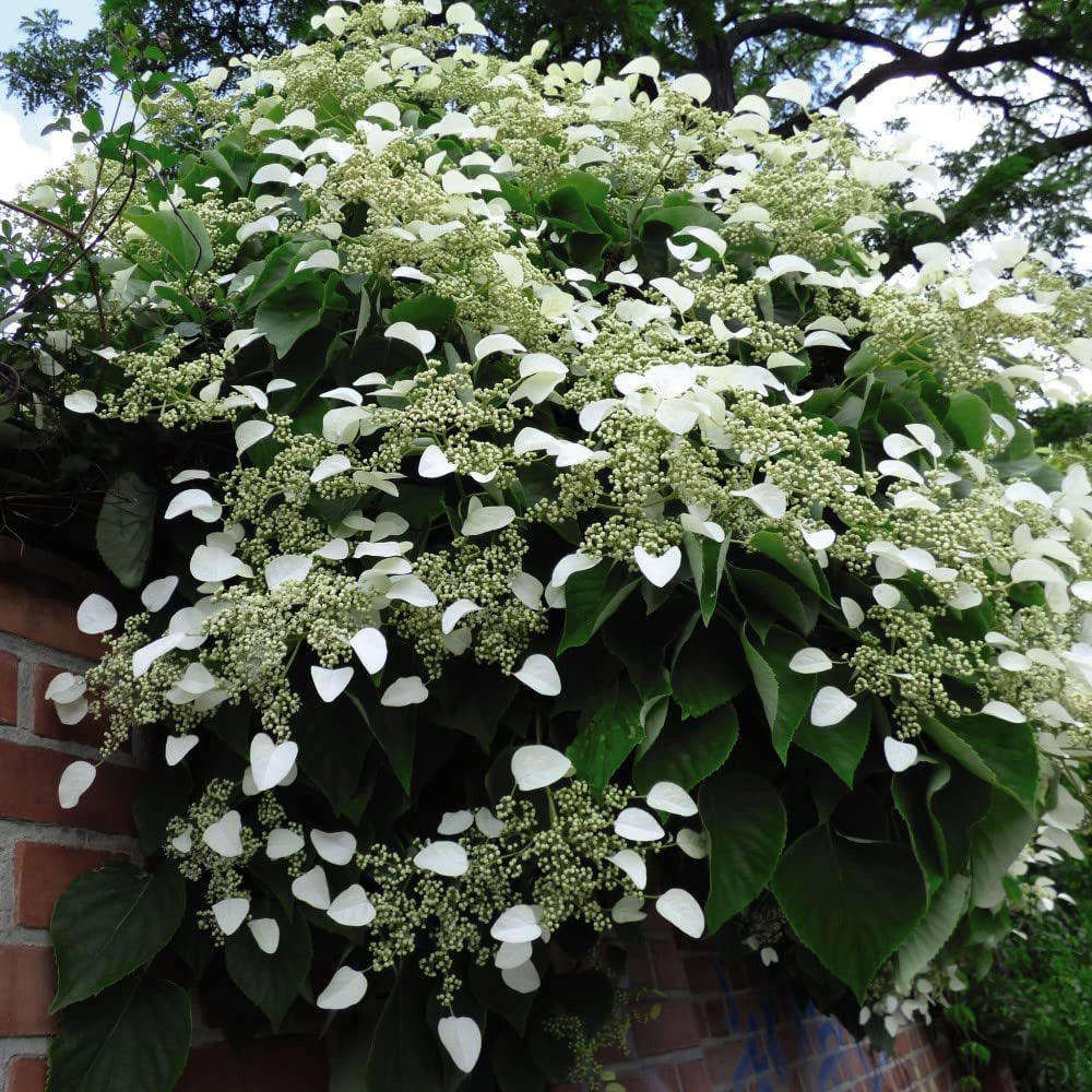 Thompson and Morgan Hydrangea Anomala Petiolaris Plant Pot 9L Image 2