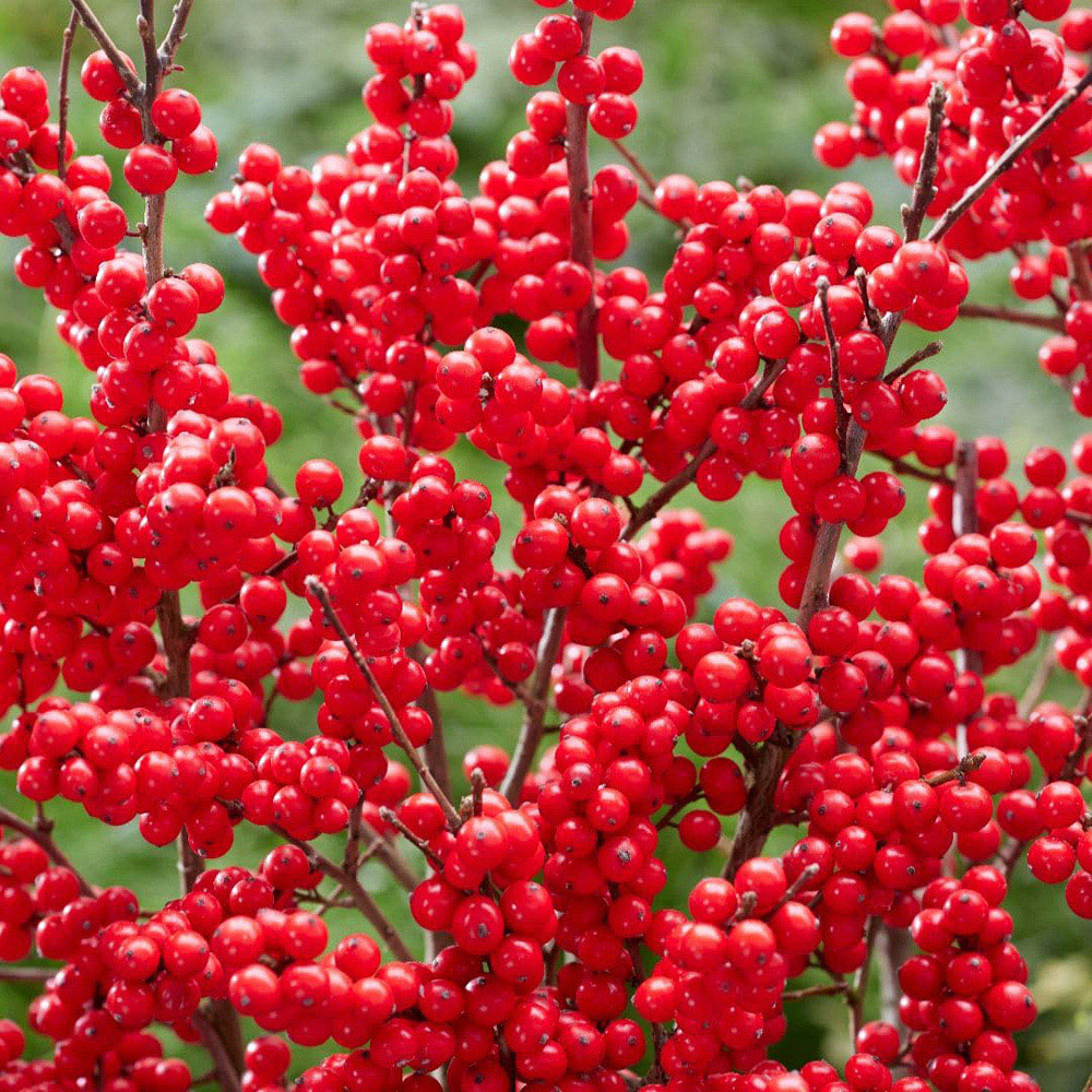 Thompson and Morgan Llex Holly Verticillata Jingle Bells Plant Pot 2L Image 3