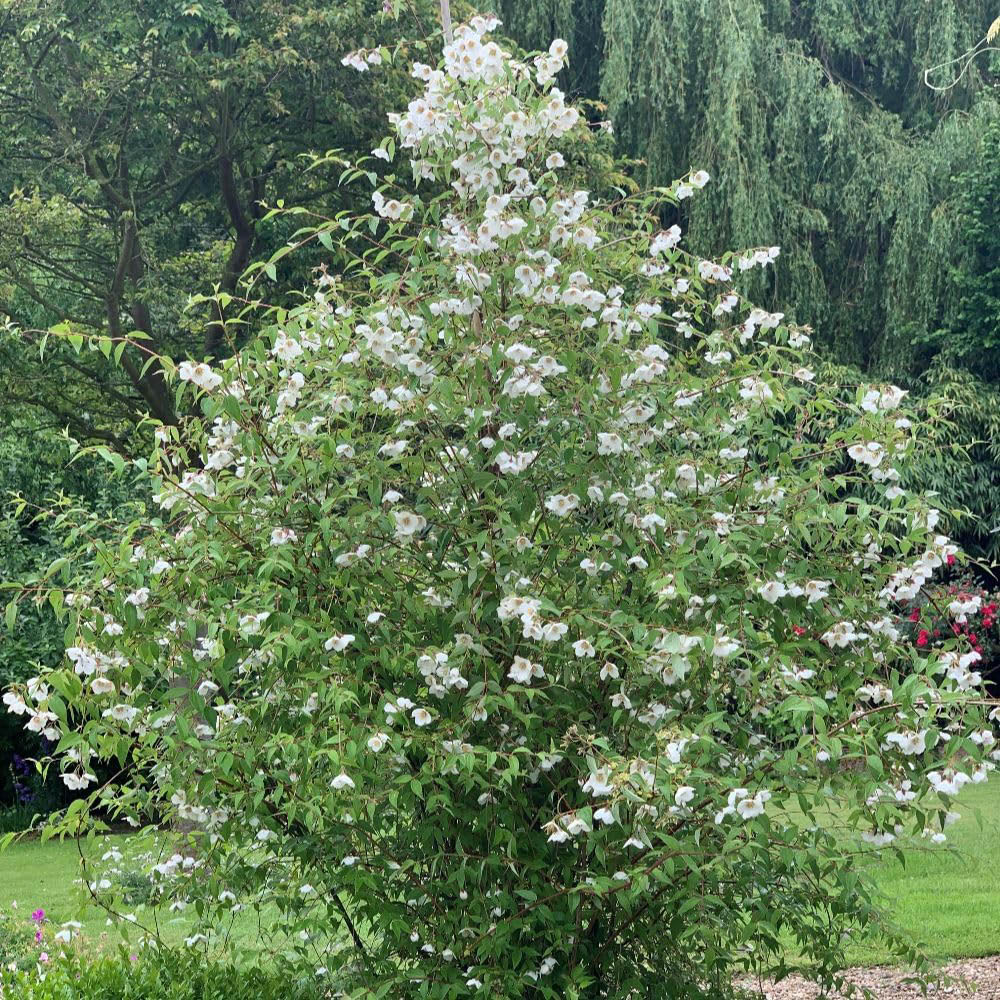 Thompson and Morgan Philadelphus Fragrant Falls Plant in Pot 9cm Image 2