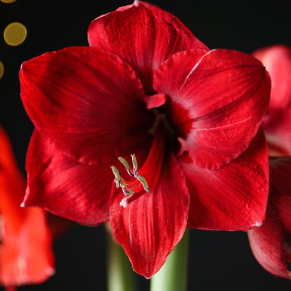 Thompson and Morgan Christmas Gift Red Amaryllis Bulb in Red Globe Image 5