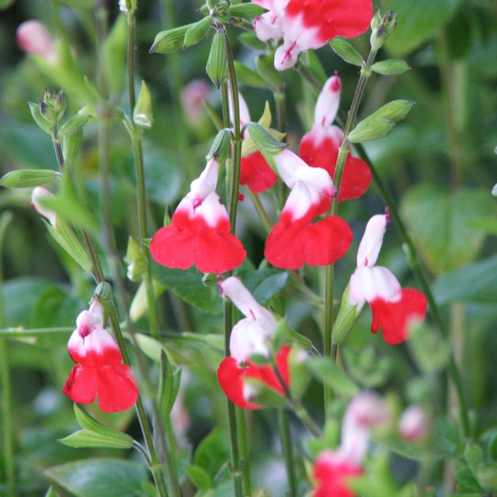 Thompson and Morgan Salvia Microphylla Hot Lips Plant Pot 2L Image 2