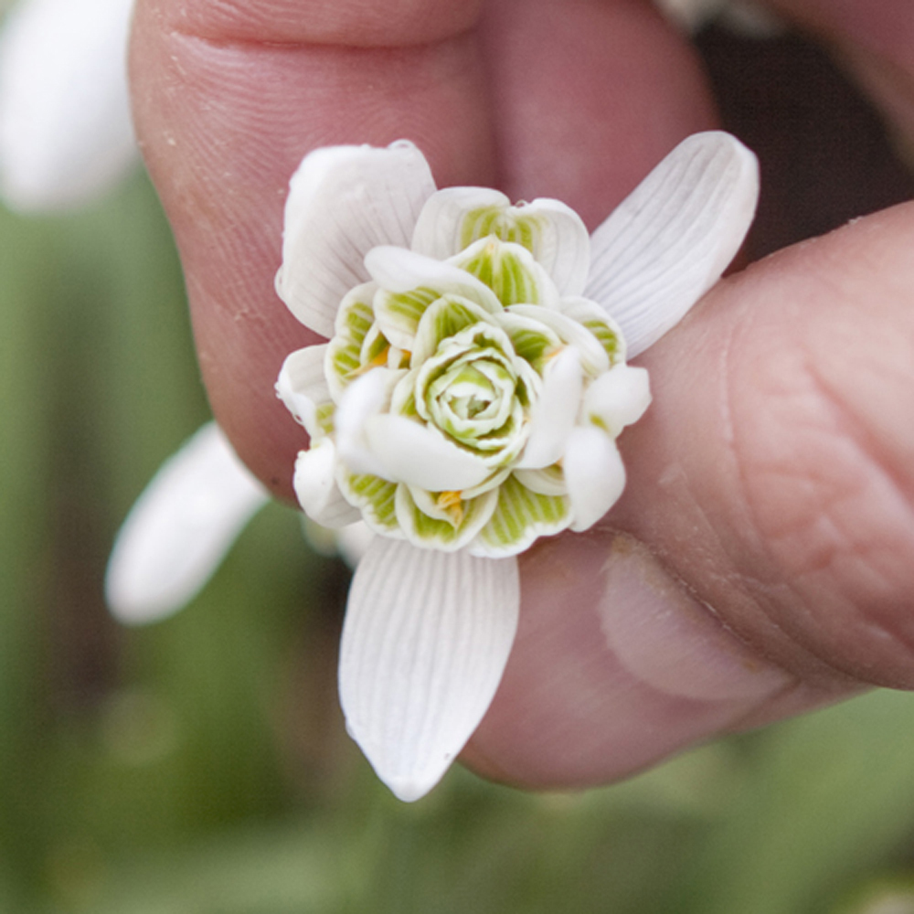 YouGarden Snowdrops In the Green Planting Bulbs 75 Pack Image 4