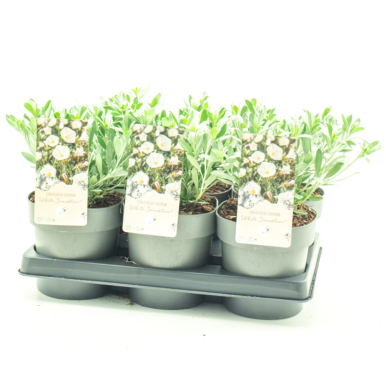 Convolvulus White Sensation Plant 15cm - Green Image