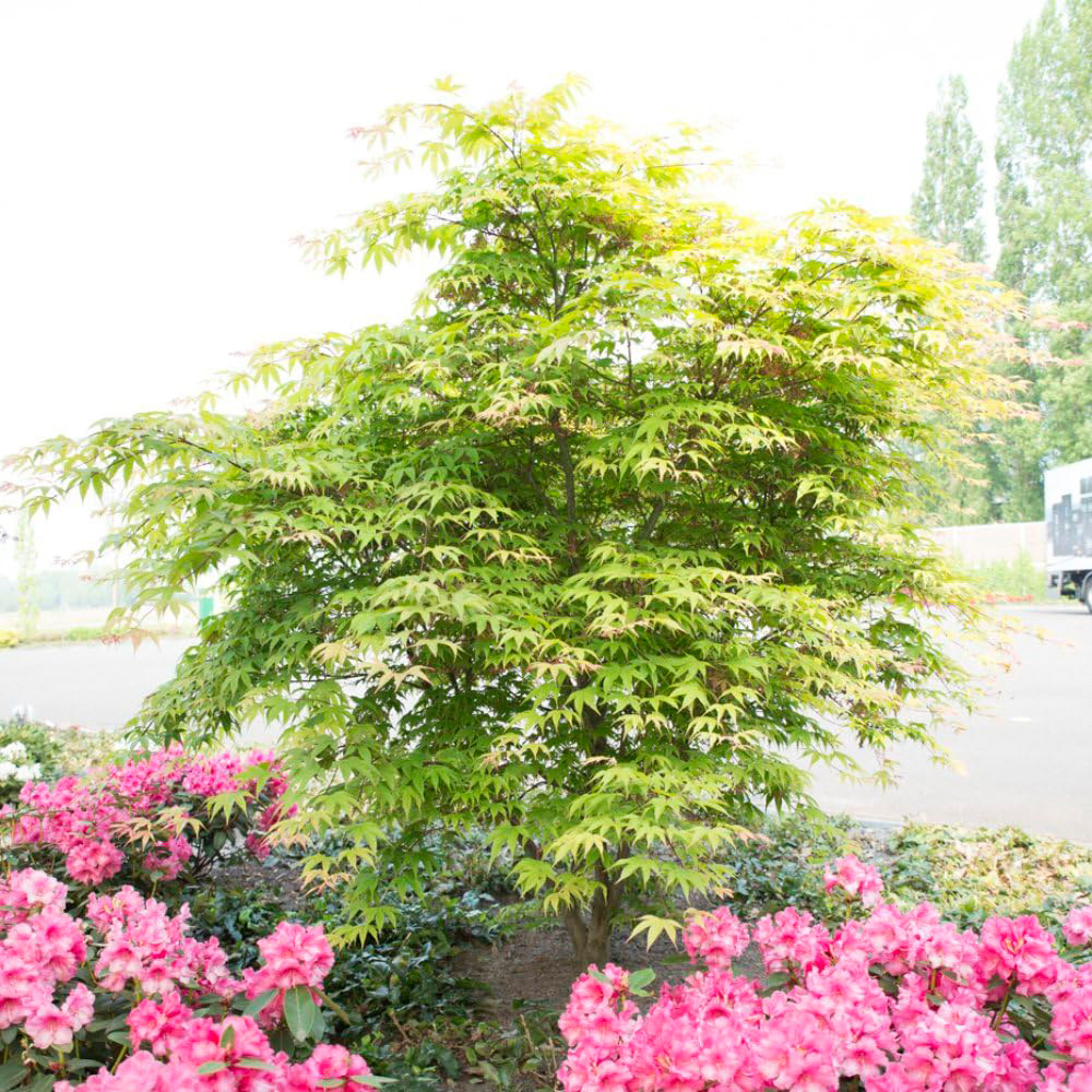 Thompson and Morgan Acer Palmatum Osakazuki Seedling Plant Pot 7cm 2 Pack Image 2