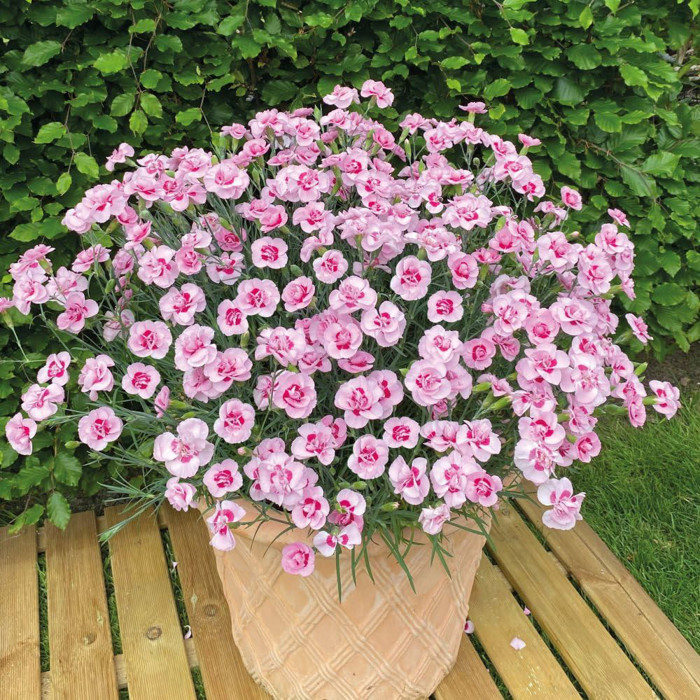 Thompson and Morgan Dianthus Baby Doris Plant Pot 9cm 3 Pack Image 2