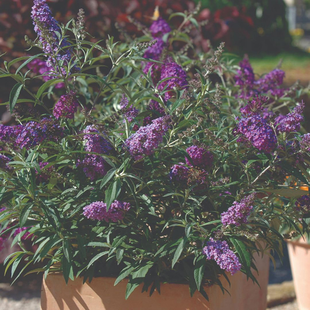 Thompson and Morgan Buddleja Buzz Lavender Plant Pot 1L Image 3