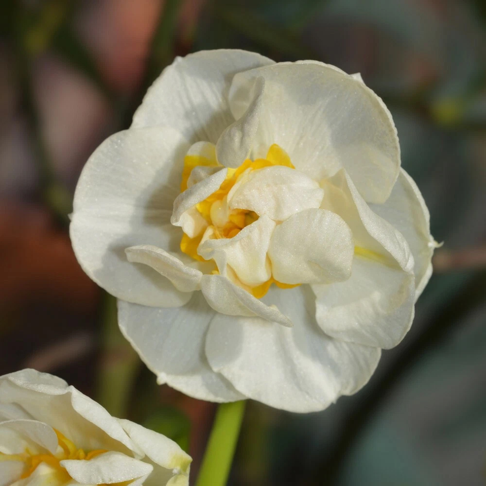 Thompson and Morgan Daffodil Cheerfulness White Planting Bulb 32 Pack Image 4