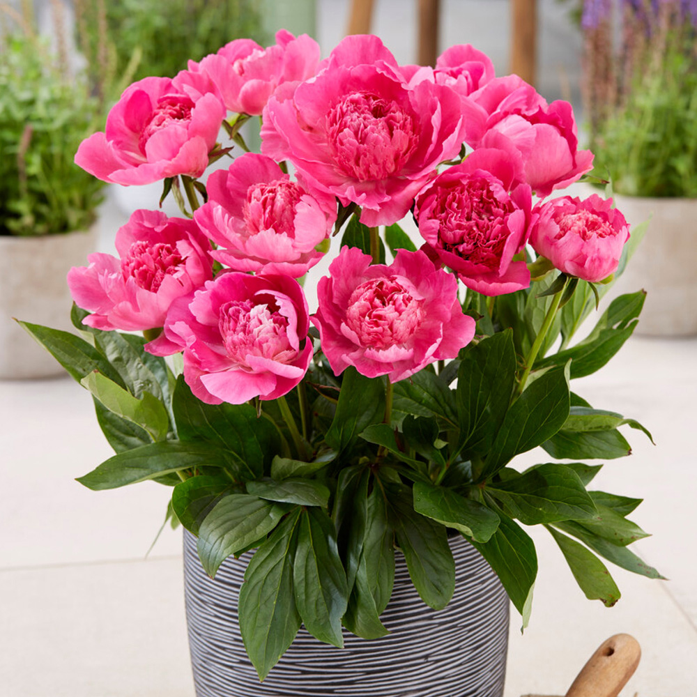 YouGarden Peony Rome Bare Root 3 Pack Image 2