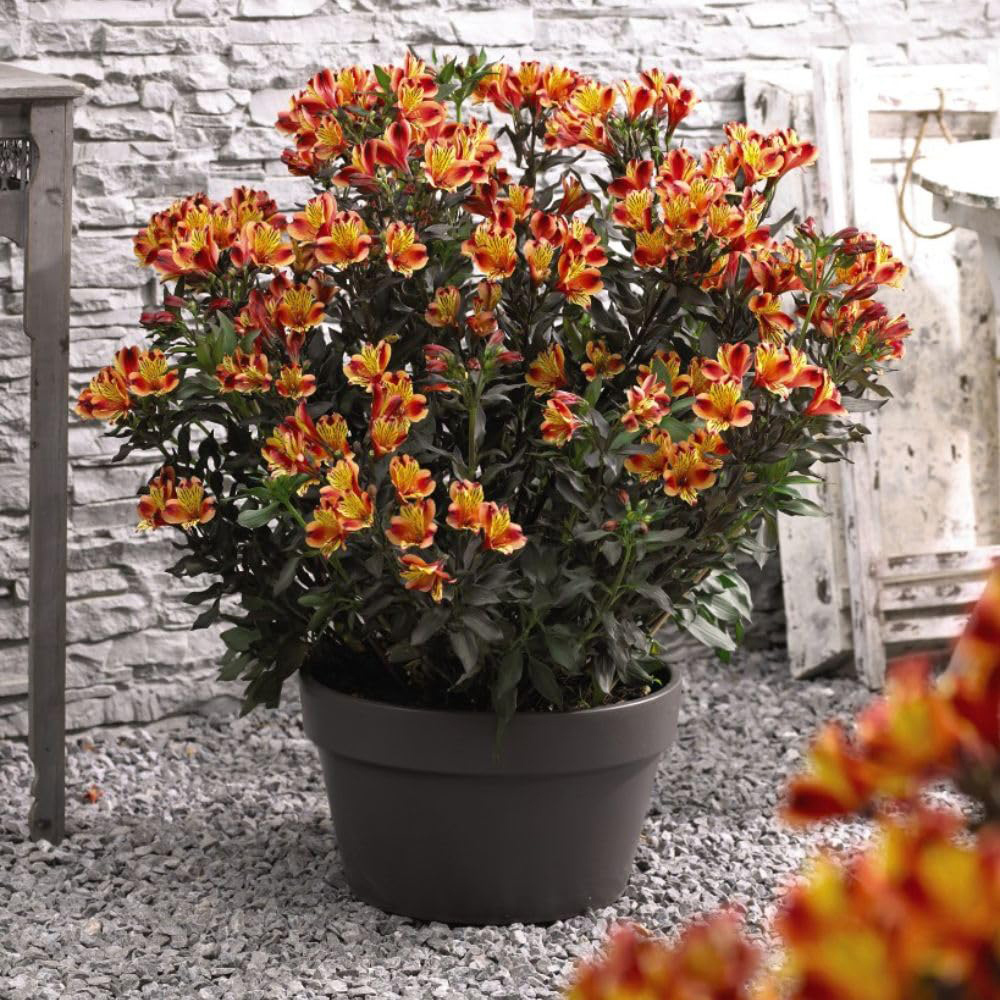 Thompson and Morgan Alstroemeria Indian Summer Jumbo Plug Plant with Sabina Grey Pot Image 1