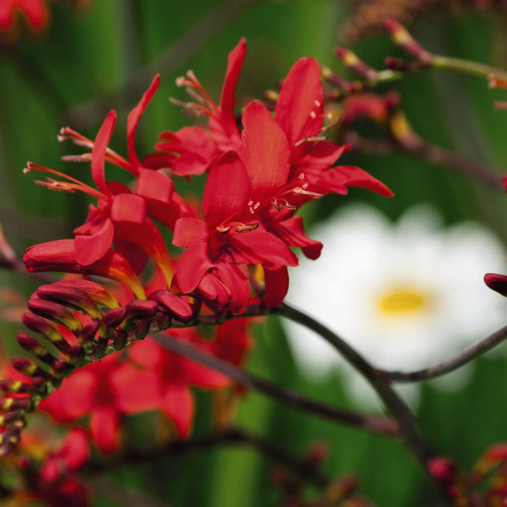 Thompson and Morgan Crocosmia Lucifer Planting Bulb 20 Pack Image 4