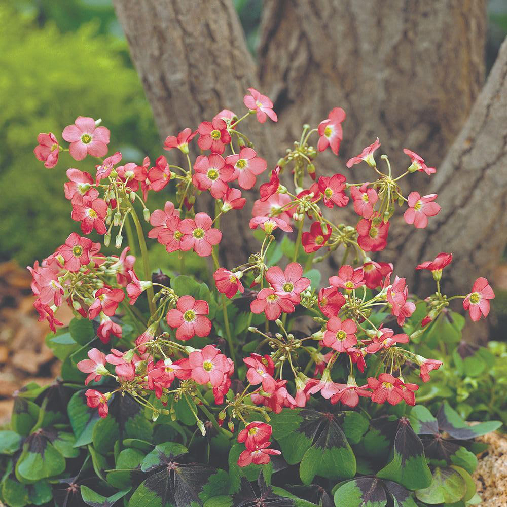 Thompson and Morgan Summer Saver Mix Planting Bulb 110 Pack Image 3