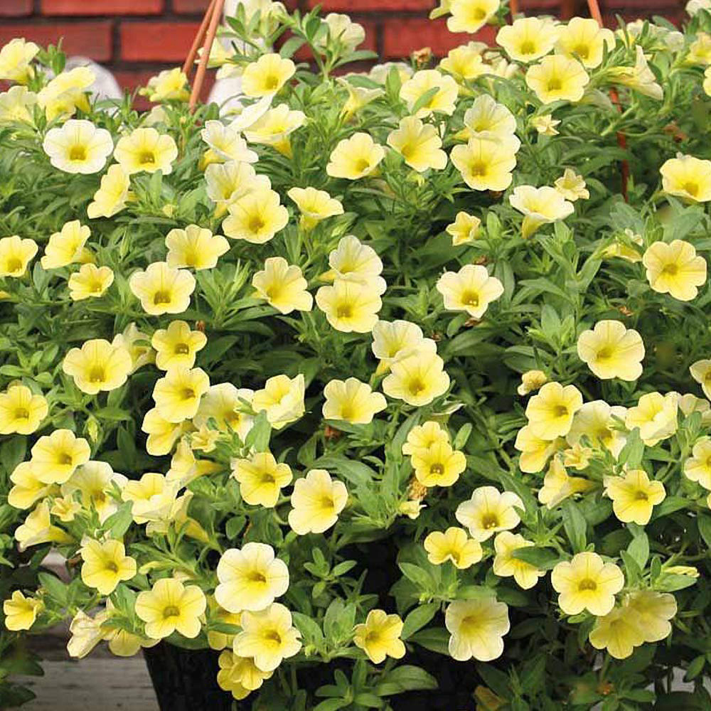 Thompson and Morgan Calibrachoa Million Bells Postiplugs 40 Pack Image 5