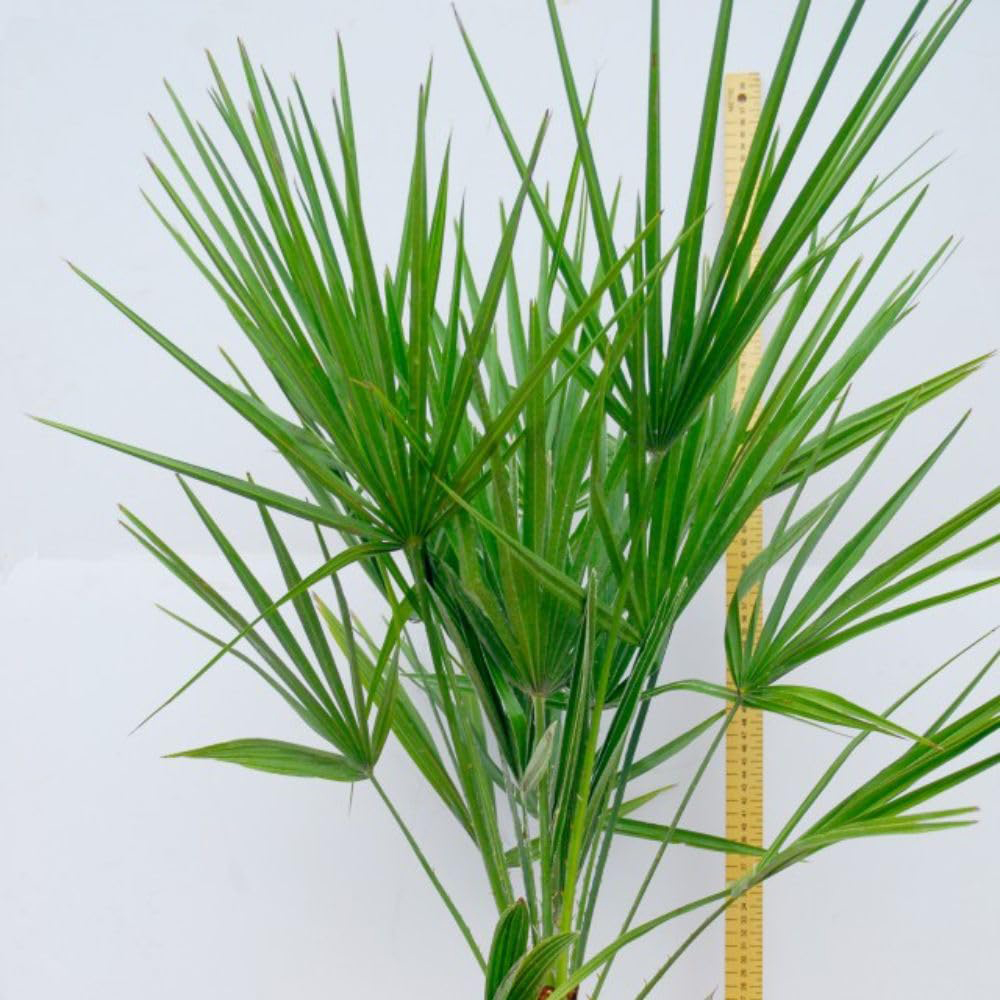 Thompson and Morgan Chamaerops Humilis Plant Pot 20L Image 4