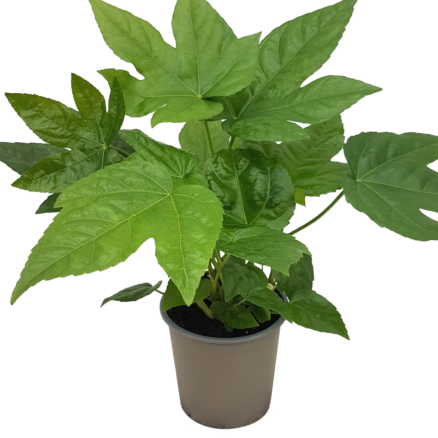 Fatsia Japonica - Green Image