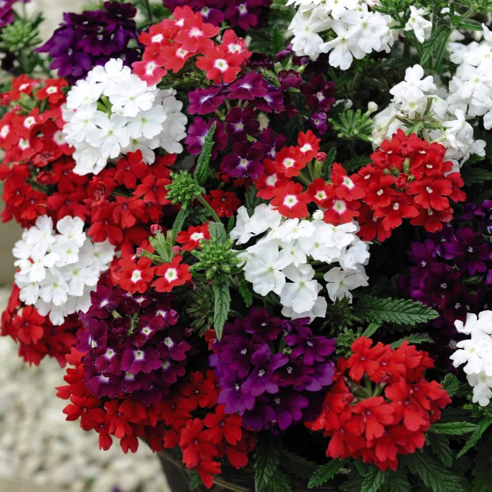 Thompson and Morgan Nurserymans Summer Favourites Garden Ready Plant 120 Pack Image 5