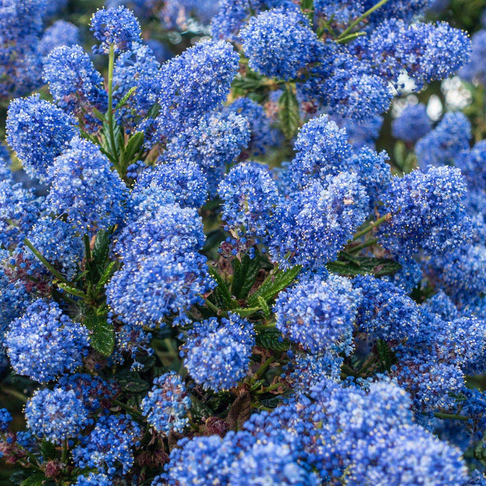 YouGarden Creeping Blue Blossom Ceanothus Thyrsiflorus Repens Plant Pot 2L Image 3
