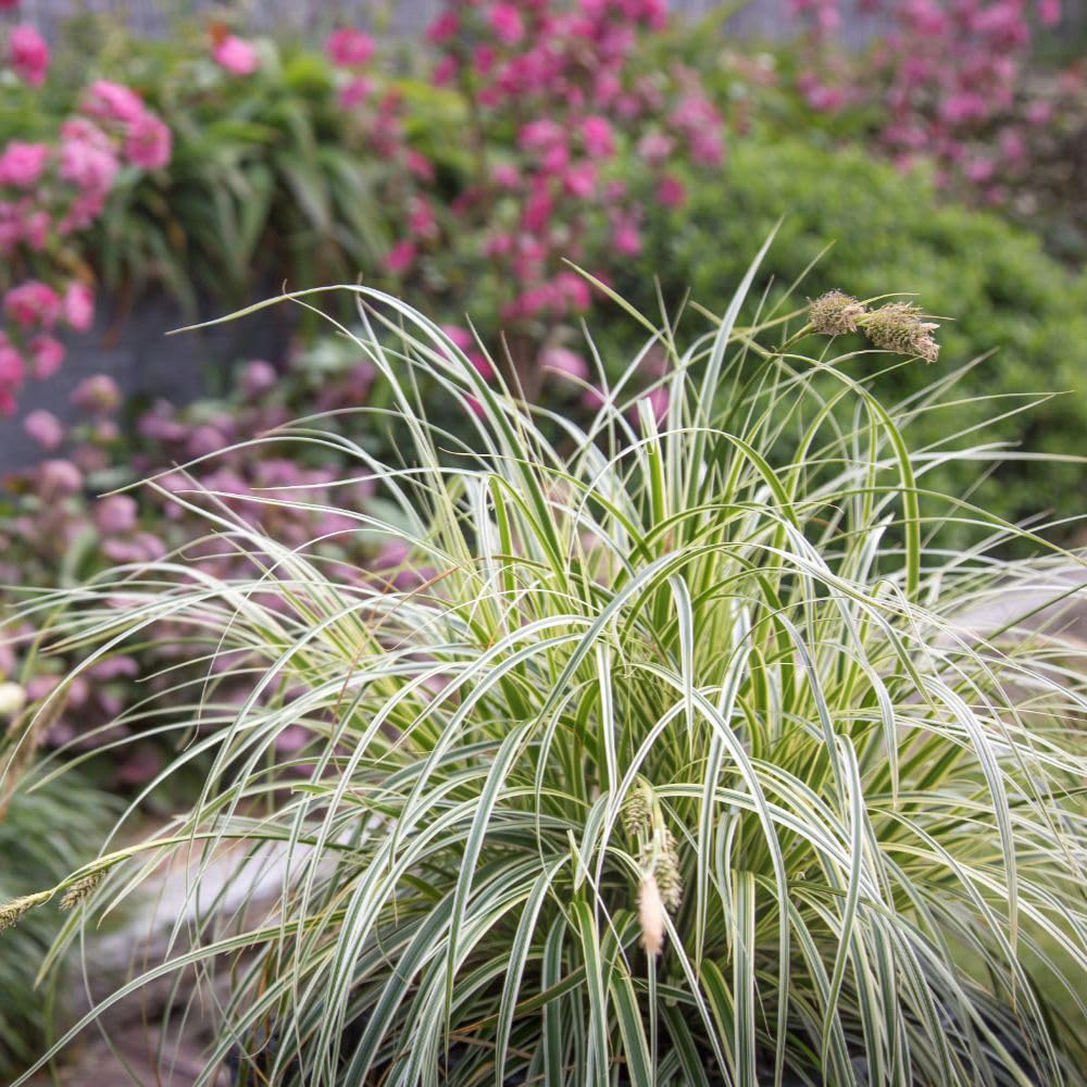 Thompson and Morgan Carex Oshimensis Feather Falls Plant Pot 3L Image 2