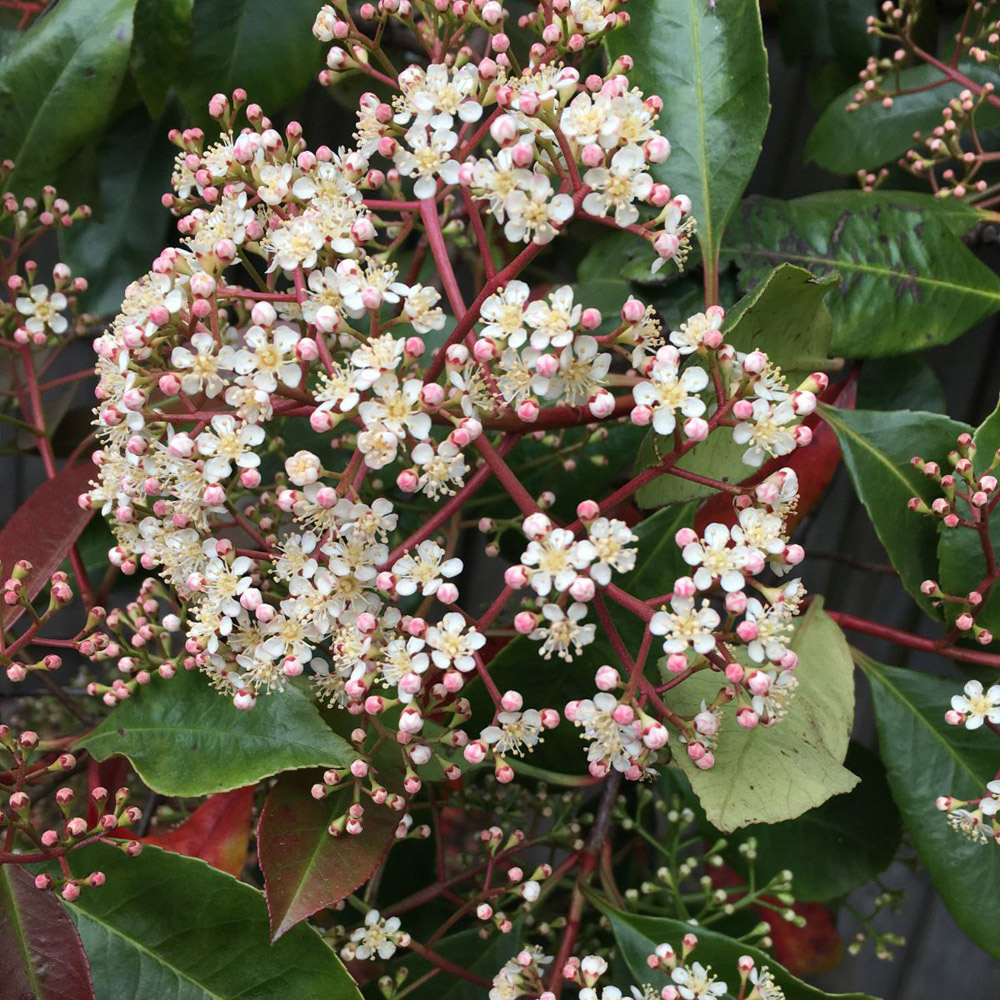 Thompson and Morgan Photinia Fraserii Red Robin Plant Pot 2L Image 2