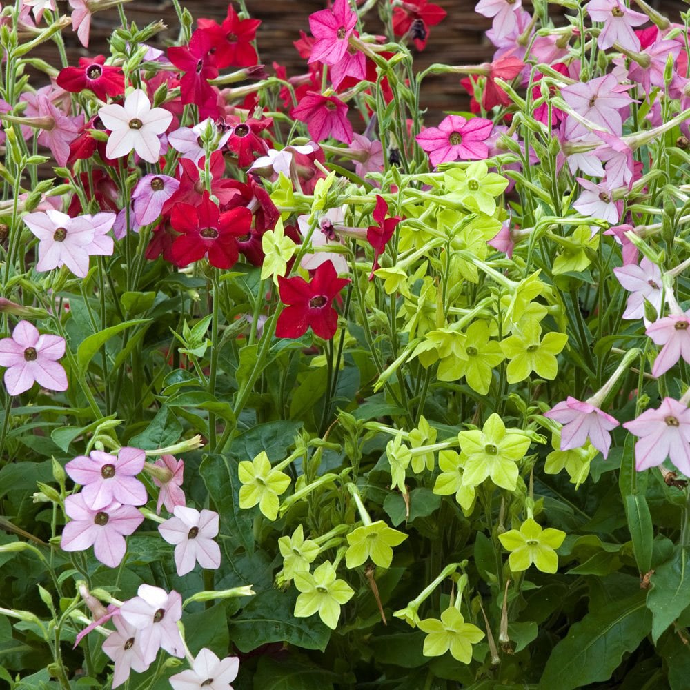 Thompson and Morgan Nicotiana Eau de Cologne Garden Ready Plant 30 Pack Image 3
