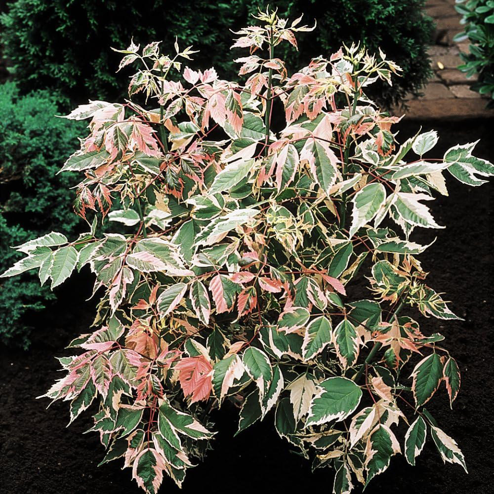 Thompson and Morgan Acer Negundo Flamingo Plant Pot 3L Image 2