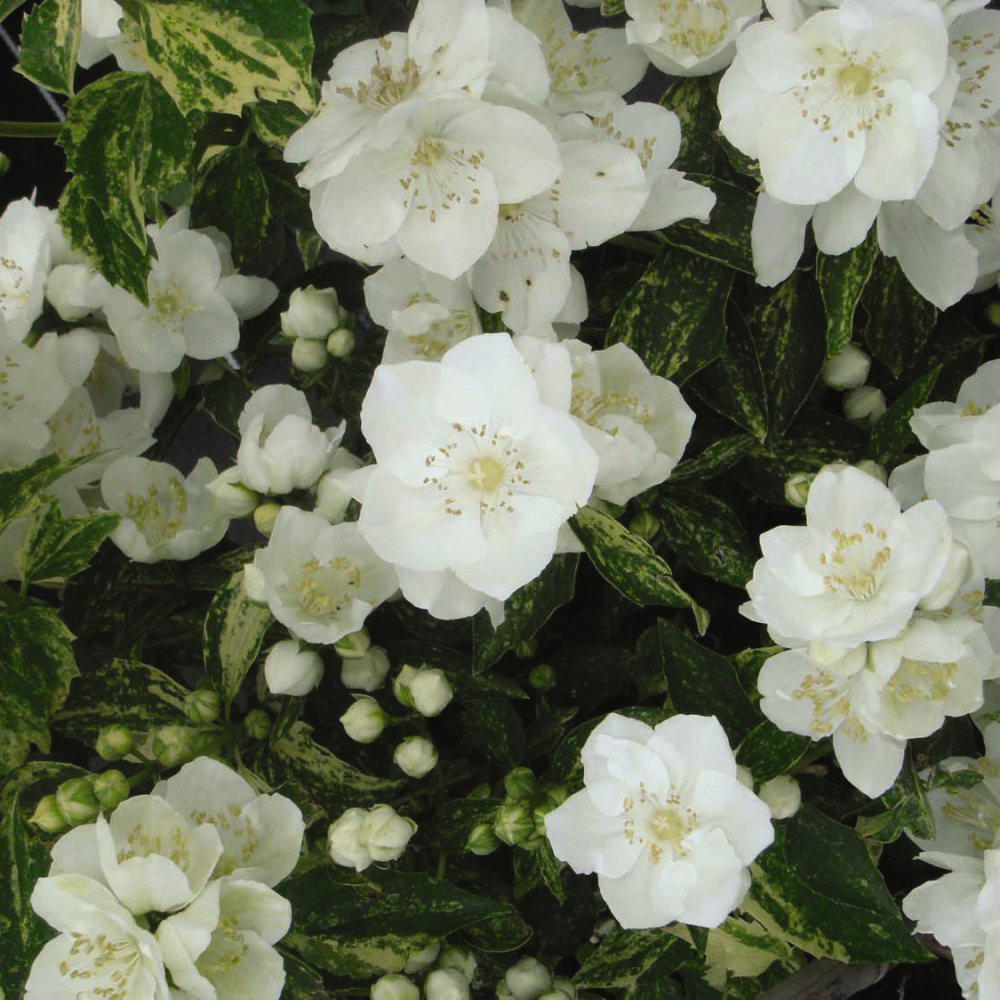 Thompson and Morgan Philadelphus Innocence Plant Pot 3.6L Image 4