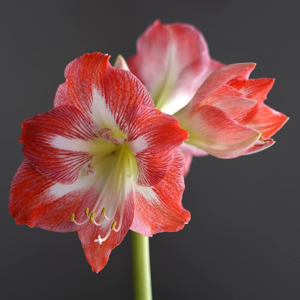 GreenBrokers Red and White Amaryllis Planting Bulb Gift Kit Image 2