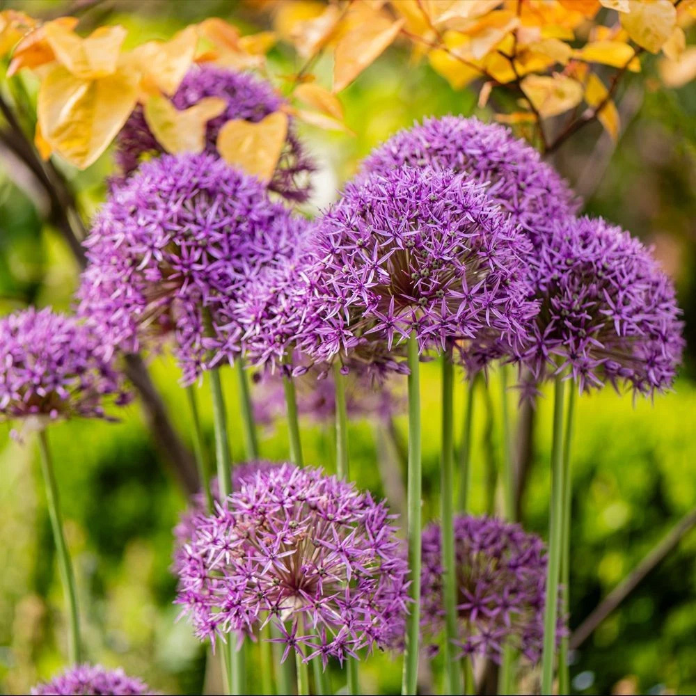 Thompson and Morgan Allium Collection Mixed Planting Bulb 200 Pack Image 7