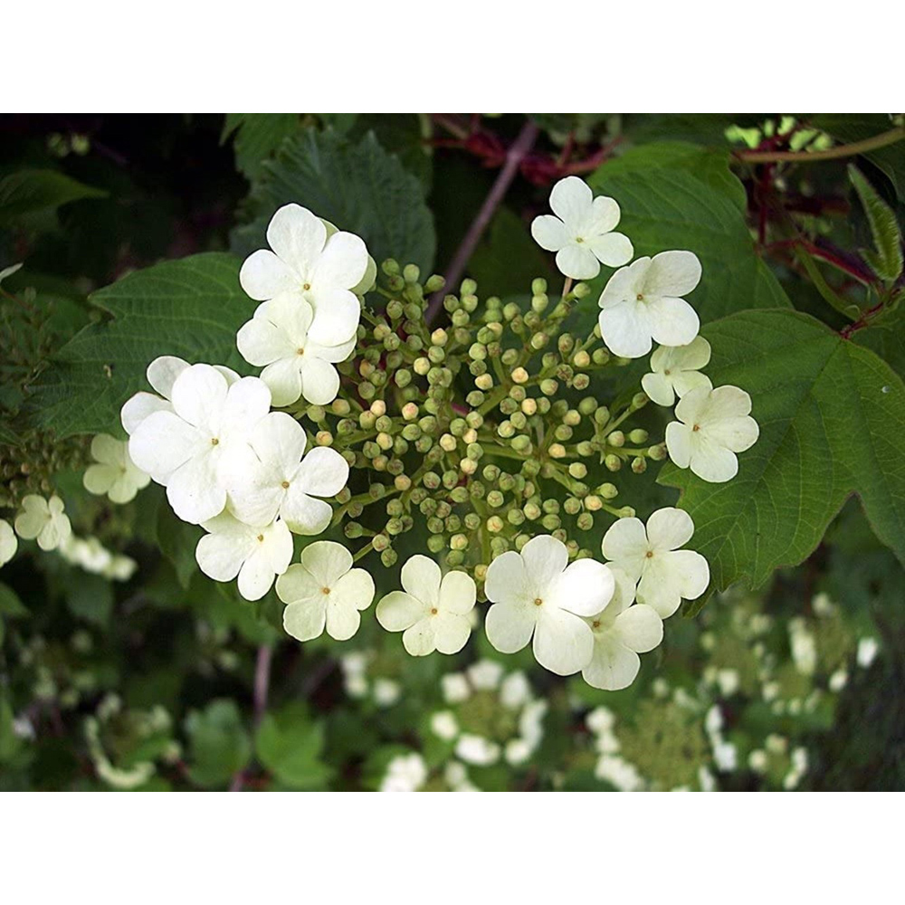 Inspirational Gifting Guelder Rose Bare Root Hedge Plant Saplings 3ft 20 Pack Image 2