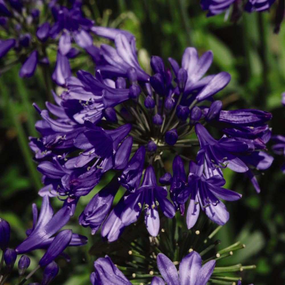 Thompson and Morgan Agapanthus Ever Sapphire Plant Pot 2.5L Image 3