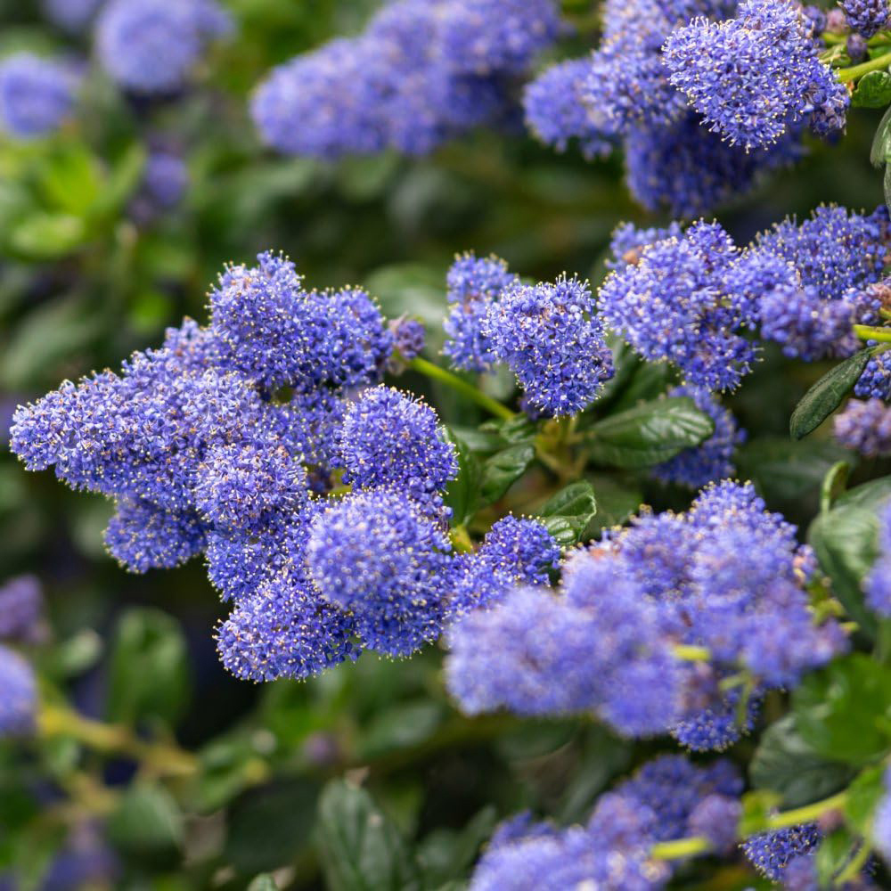 Thompson and Morgan Ceanothus Yankee Point Plant Pot 10L Image 1