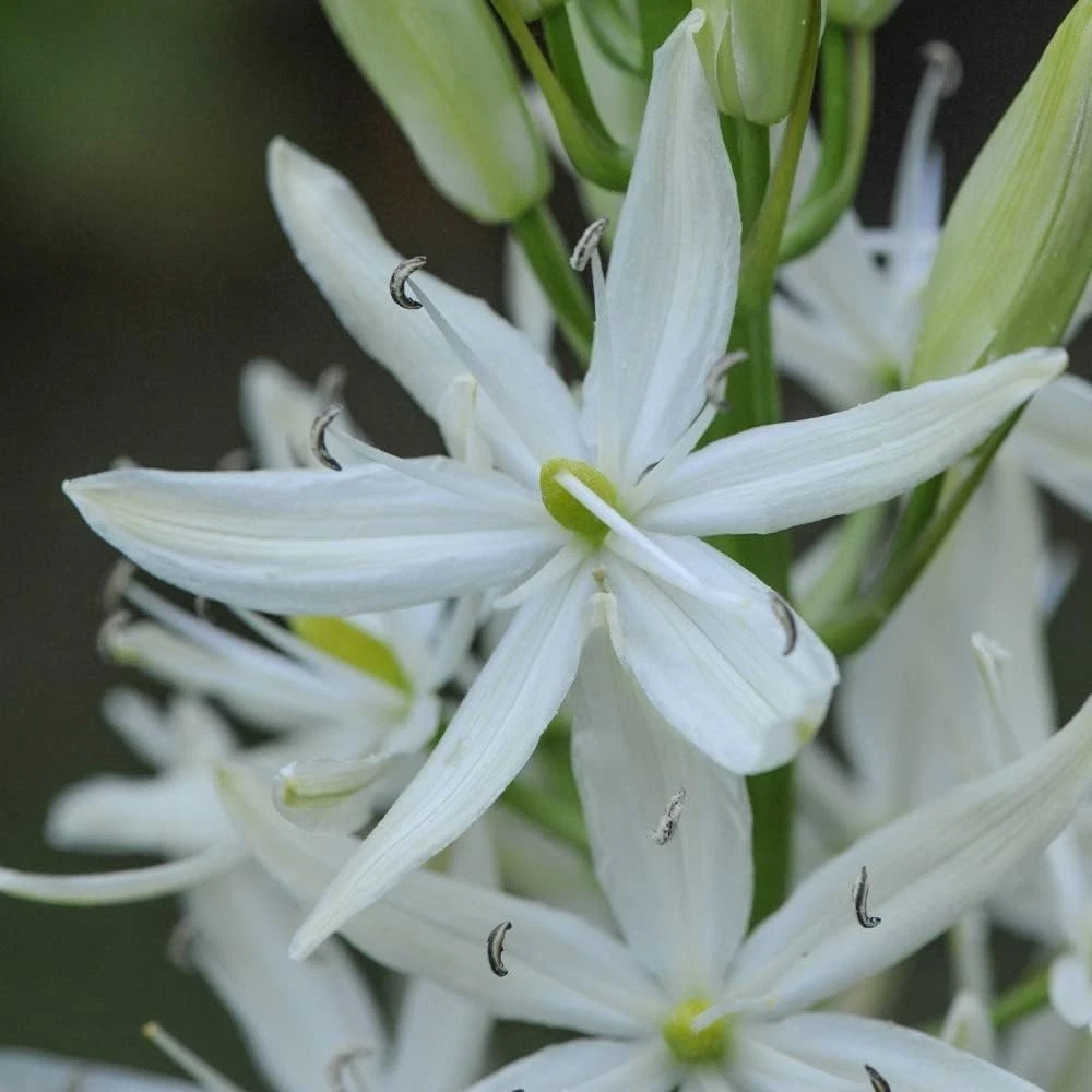 Thompson and Morgan Camassia Leichtlinii Alba Planting Bulb 12 Pack Image 2