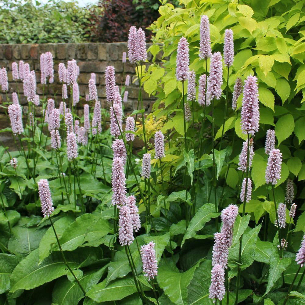 Thompson and Morgan Persicaria Bistorta Superba Plant Pot 9cm Image 2