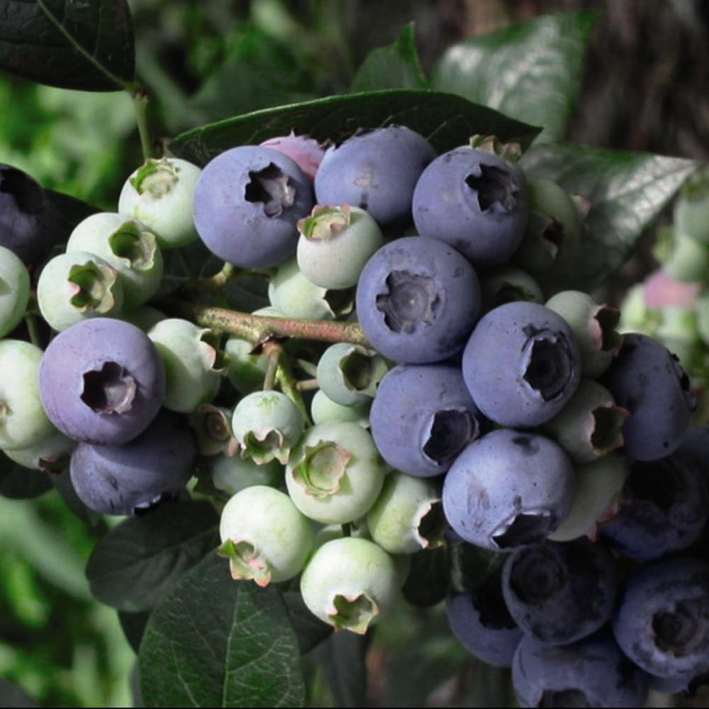 Thompson and Morgan Blueberry Trio Collection Plant Pot 9cm 3 Pack Image 4