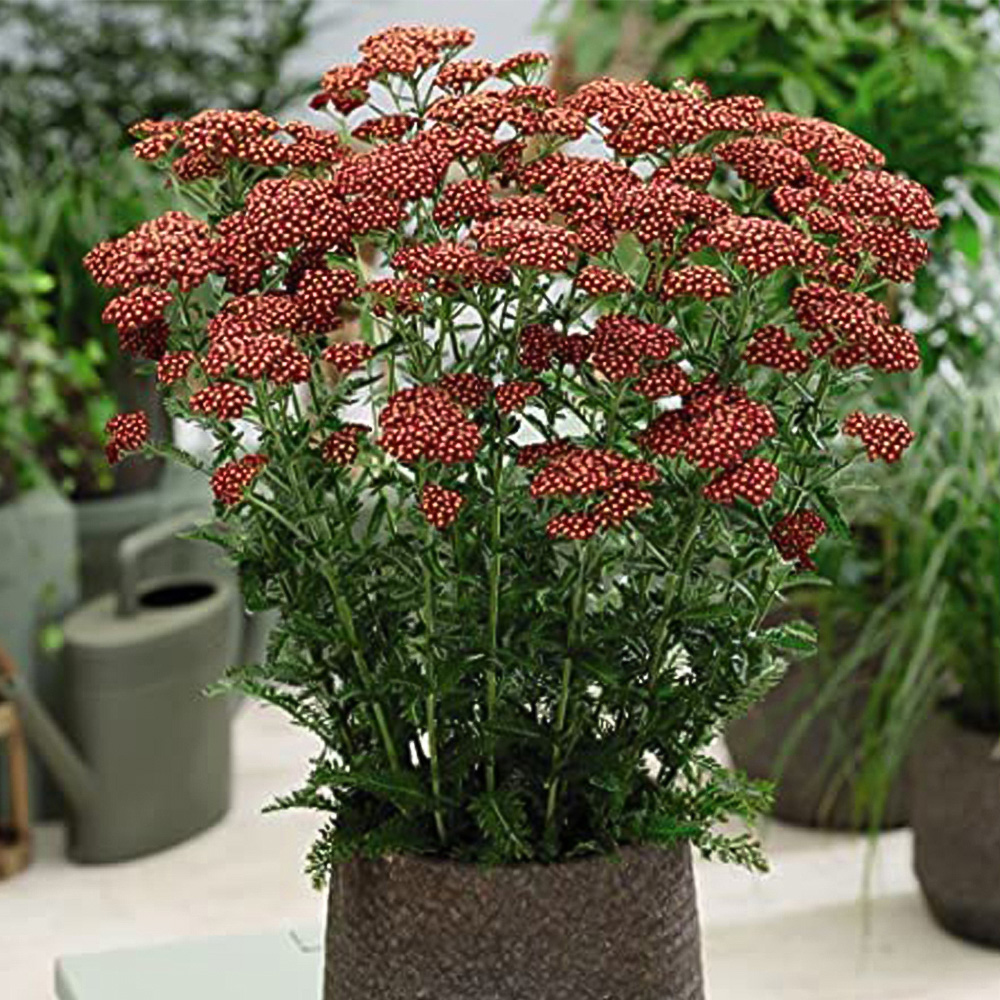 Thompson and Morgan Achillea Cerise Queen Plug Plant 48 Pack Image 3