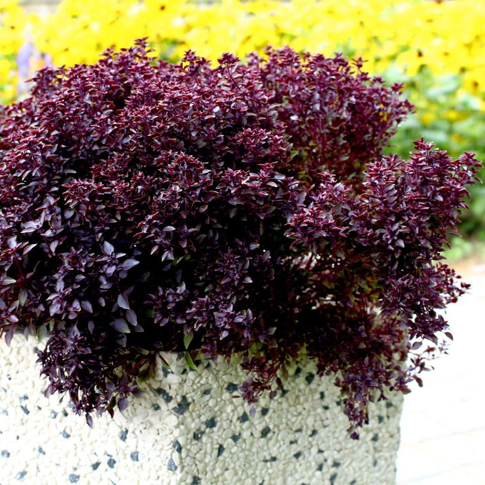 Thompson and Morgan Herb Basil Purple Ball VOTY Seed Packet Image 2