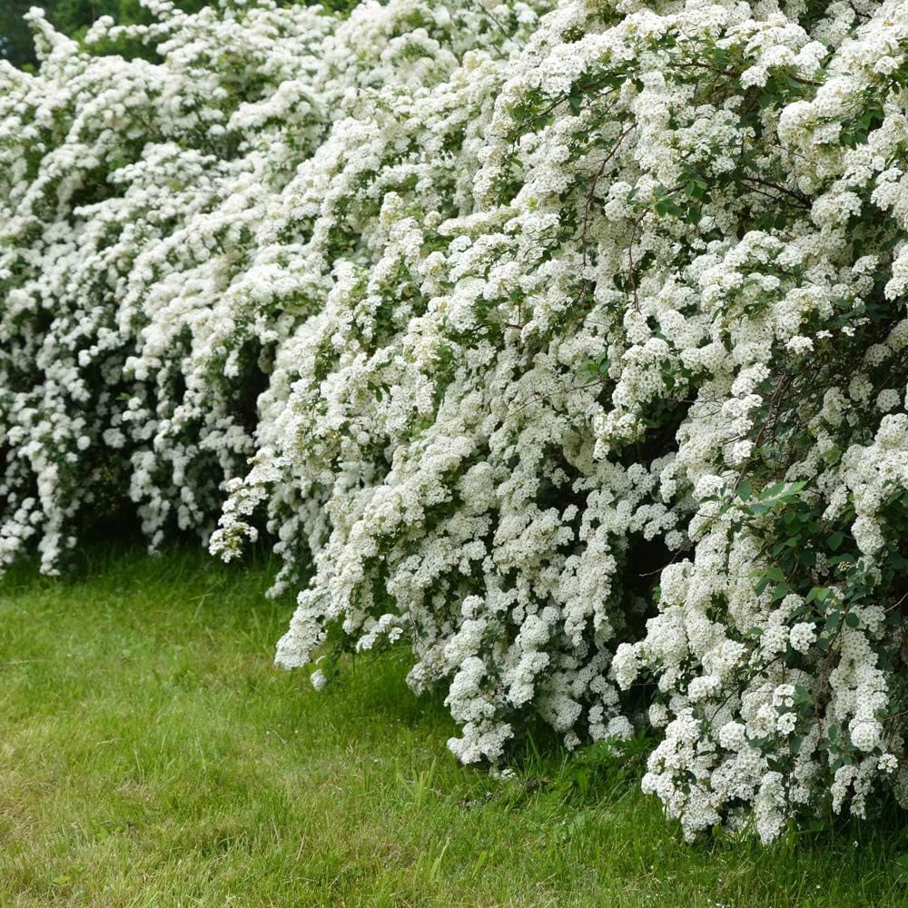 Thompson and Morgan Spiraea Arguta Potted Plant 9cm Image 2