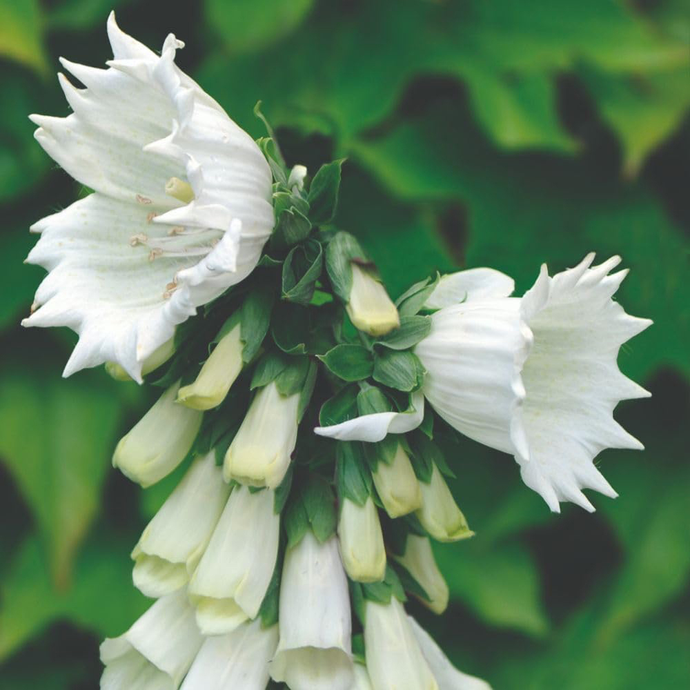 Thompson and Morgan Foxglove Digitalis Purpurea Monstrosa Seed Packet Image 3
