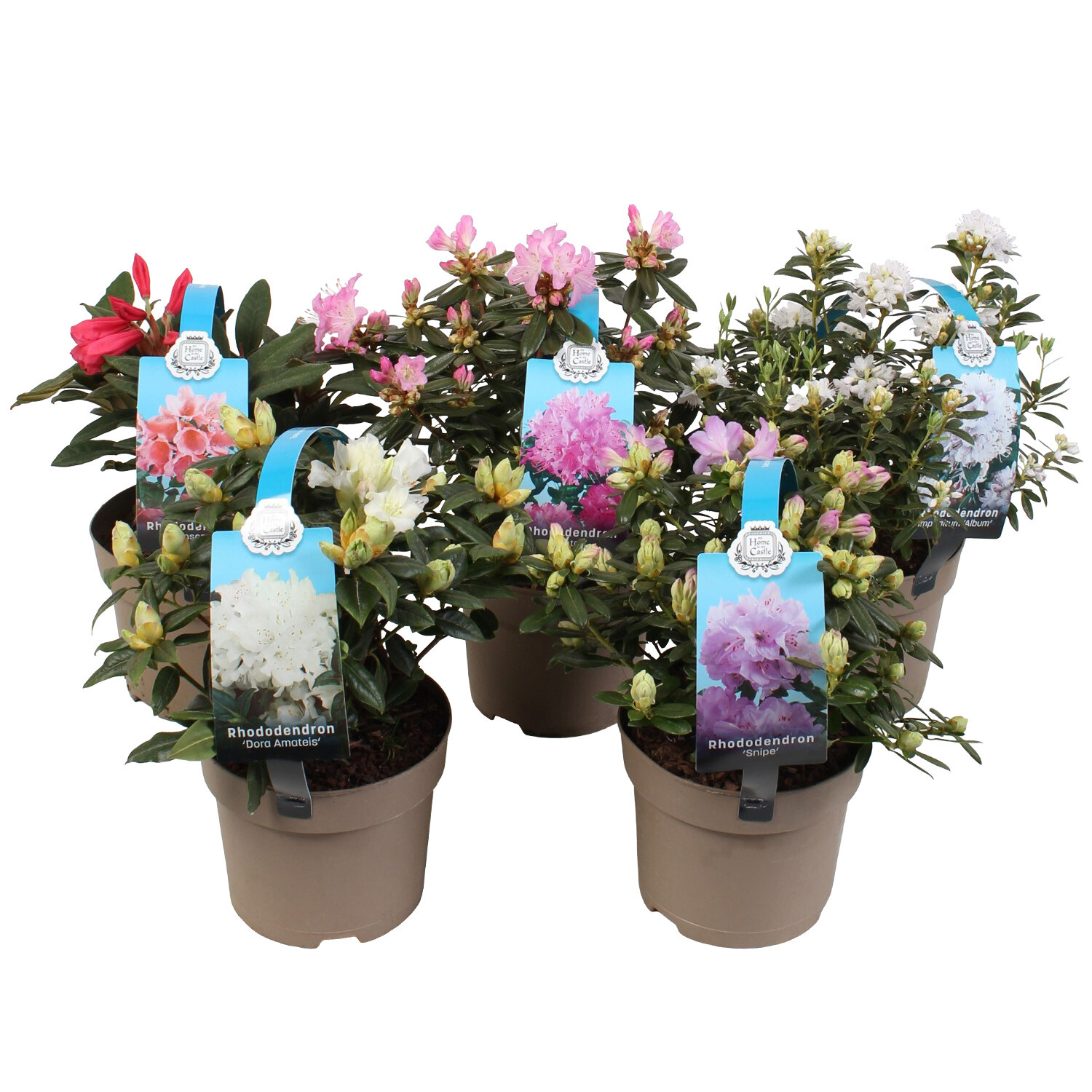Small Rhododendron Rhododendron Dwarf | Homebase
