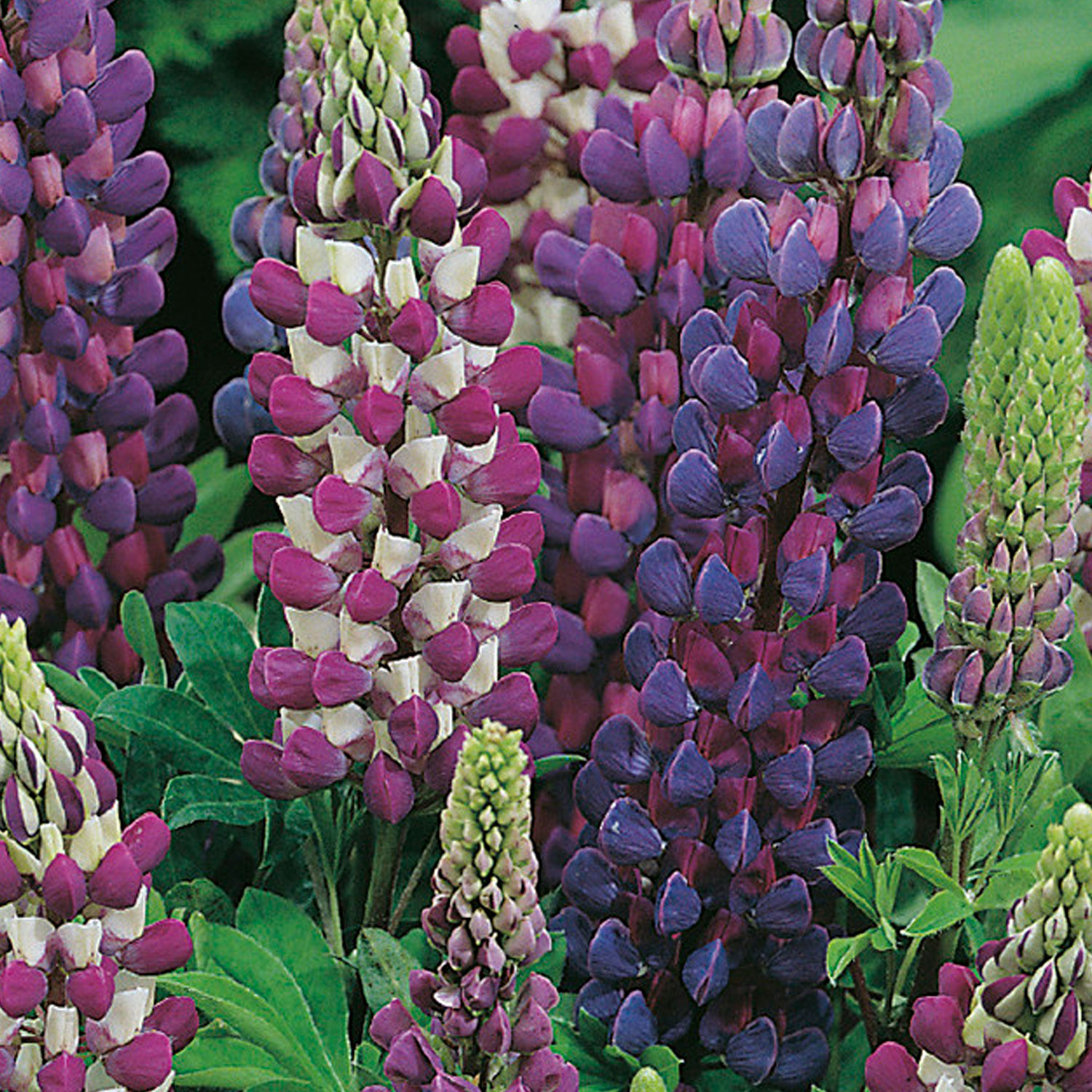 Johnsons Lupin Gallery Blue Shades Flower Seeds Price Comparisons | Compare The Build