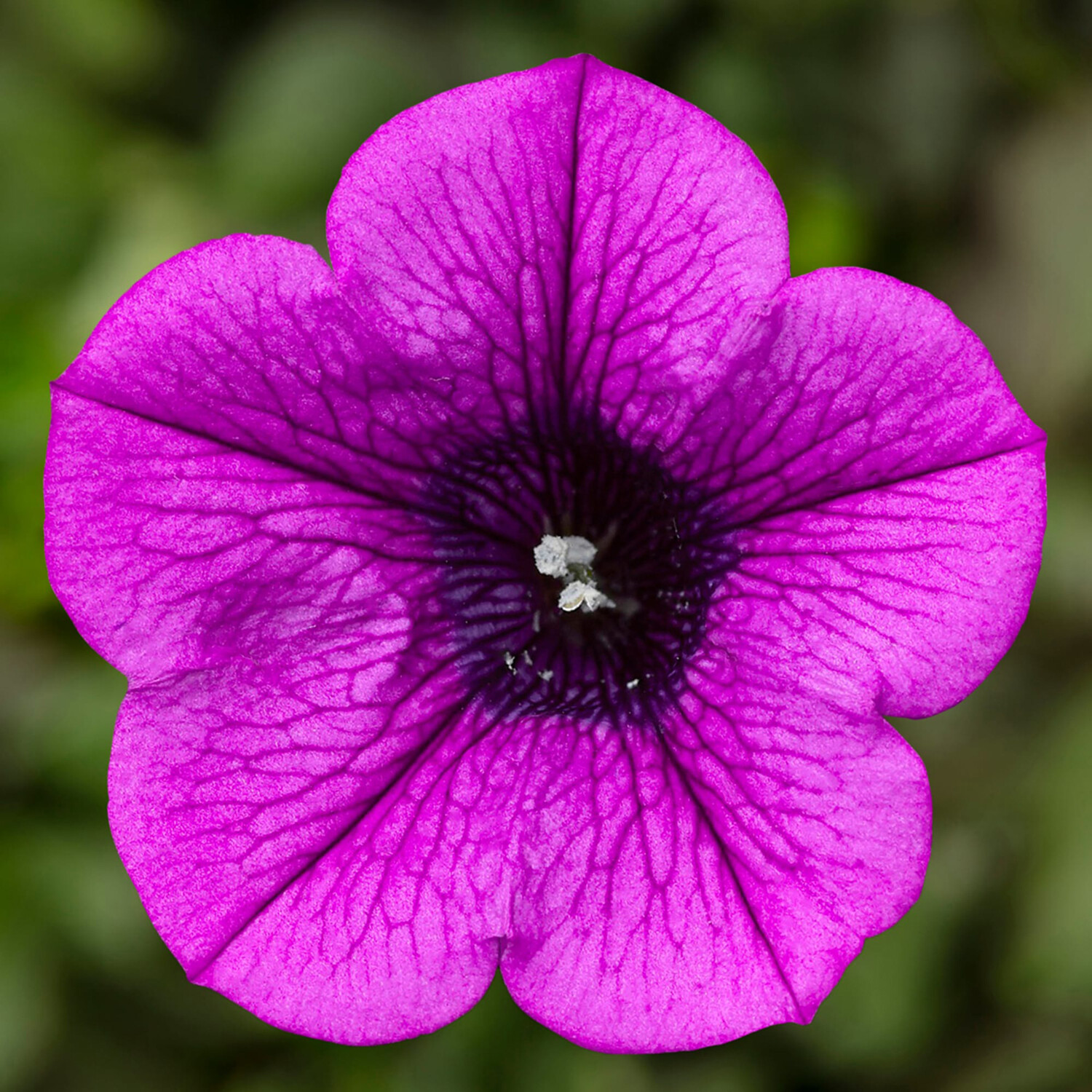 Petunia Seasonal Bedding - Dekko Midi Price Comparisons | Compare The Build