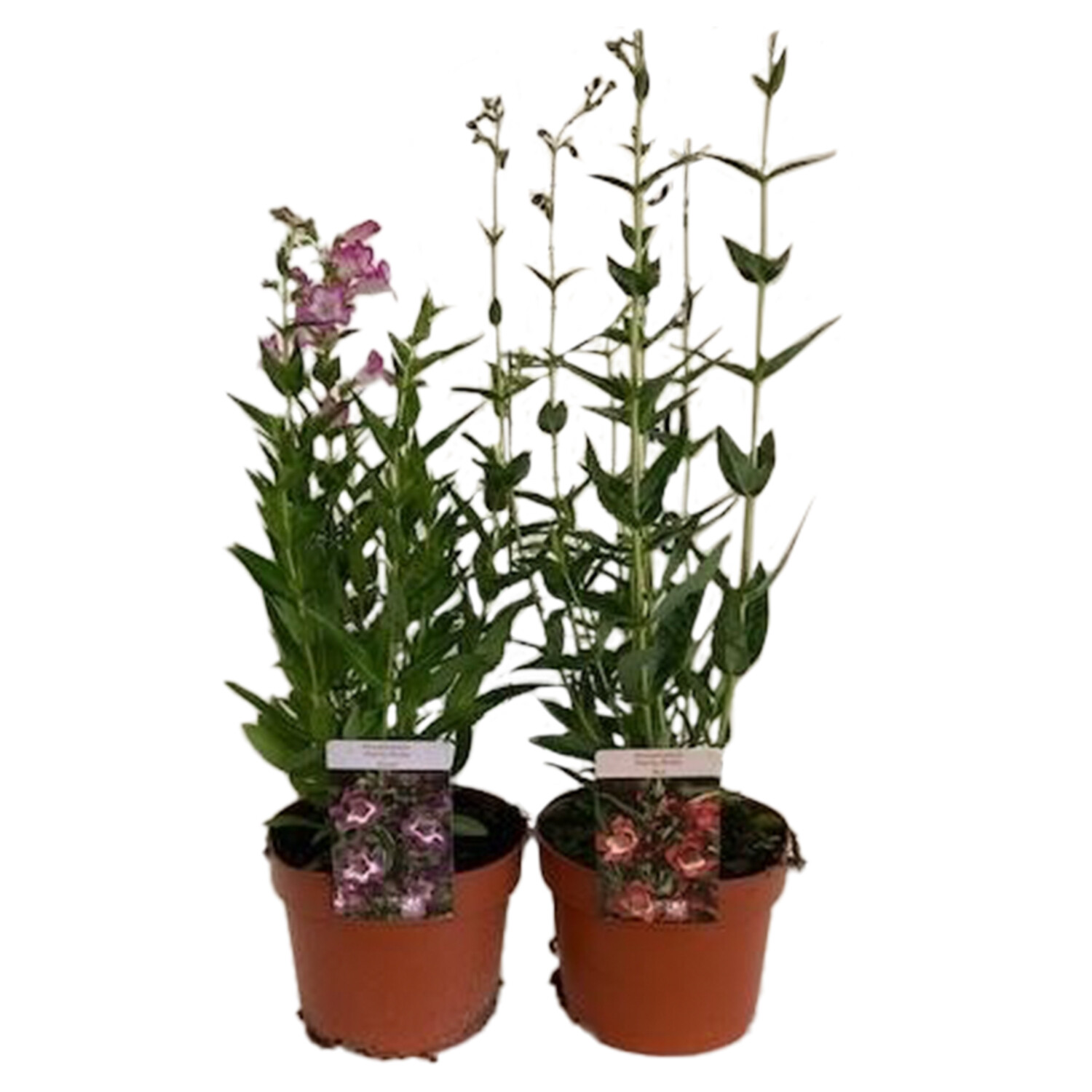 Perennial Penstemon Mix 19cm - Green Price Comparisons | Compare The Build