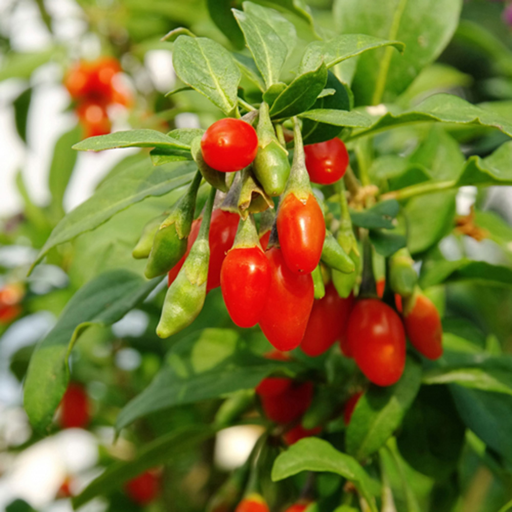 YouGarden Lycium Barb Sweet Lifeberry Goji Berry Plant Pot 9cm 3 Pack ...