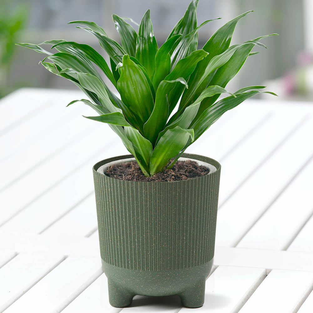 YouGarden Corn Plant with Green Recycled Pot Cover 12cm Price Comparisons | Compare The Build