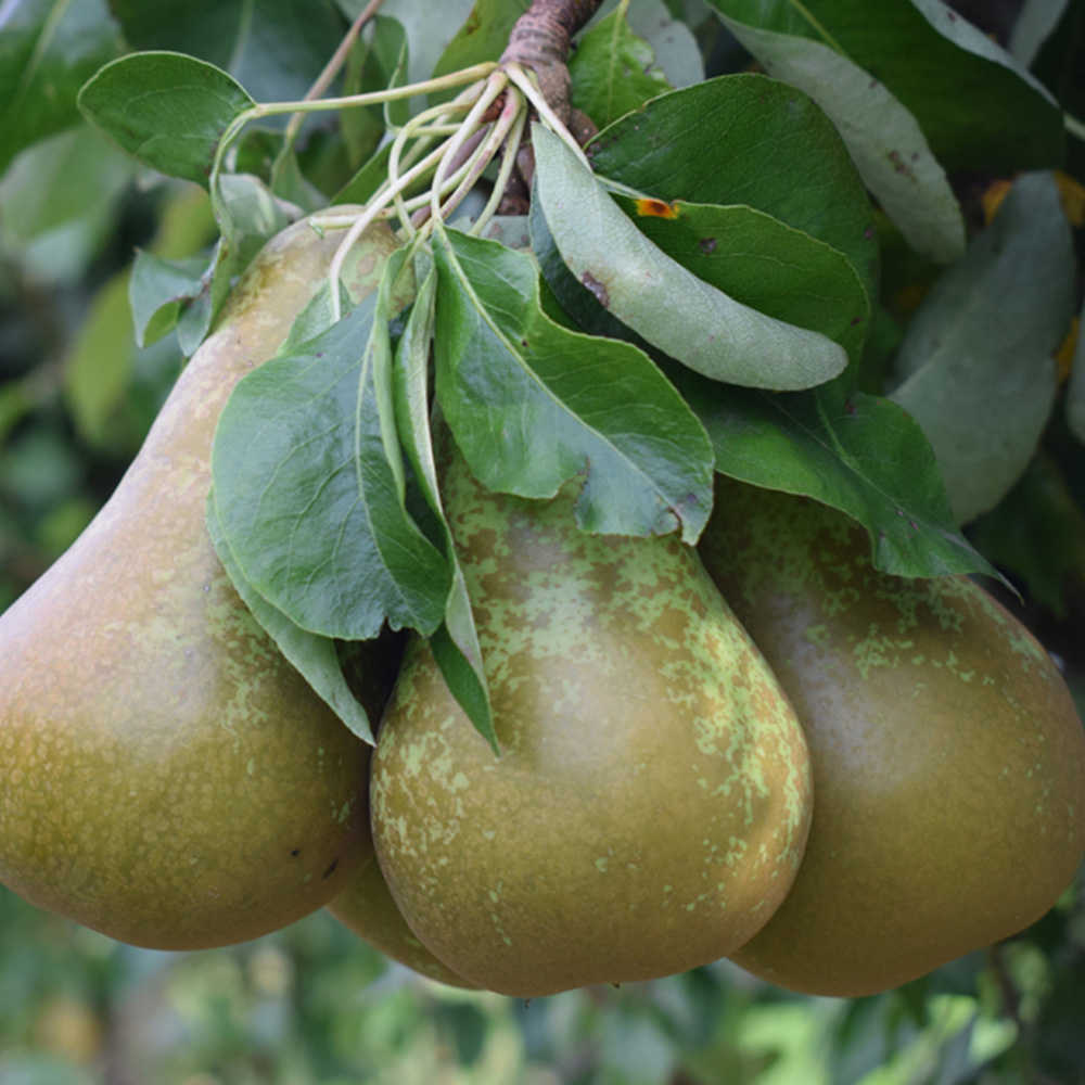 Pierre's Tree Frank P Matthews Trees Pear Pyrus Conference Quince A Maiden Tree ...