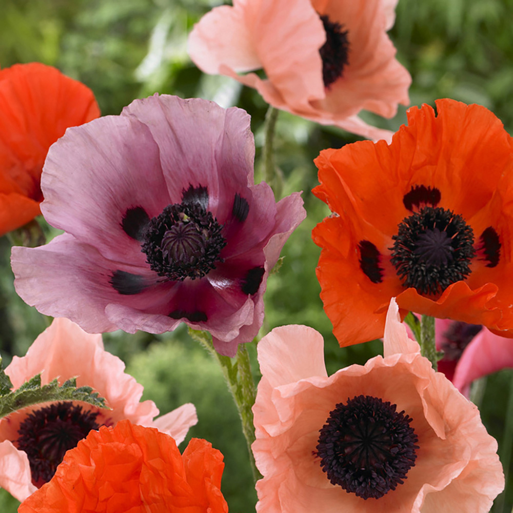 YouGarden Premium Oriental Poppy Collection Bare Root 3 Pack | Homebase