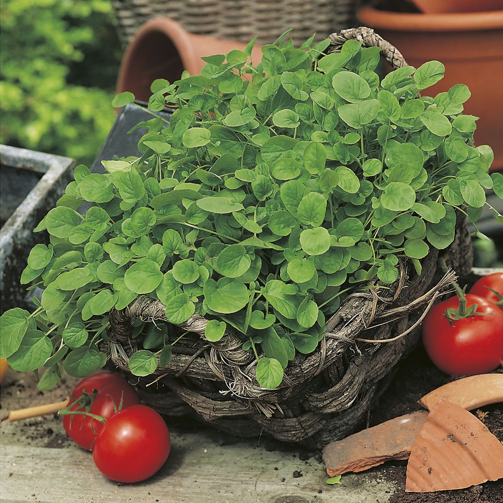 Johnsons Cress American Land Seeds Price Comparisons | Compare The Build