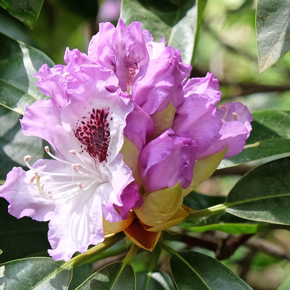 Lilac Rhododendron YouGarden Lilac Rhododendron Hybrid Plant Pot 15cm | Homebase