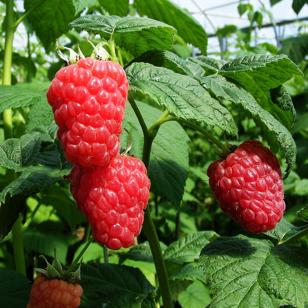 Old Season Raspberry YouGarden All Season Raspberry Plant Canes 15 Pack | Homebase